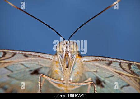 Porträt eines Schmetterlings auf blauem Grund Stockfoto