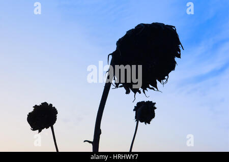 Sonnenblume am Abend gegen den Himmel Stockfoto