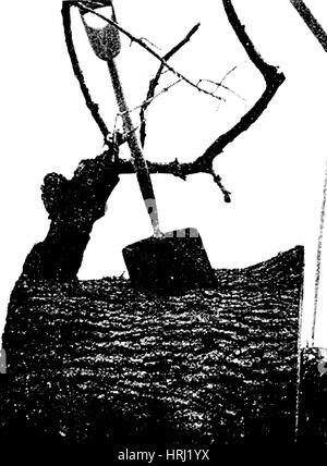 Tornado-Schäden, 1896 Stockfoto