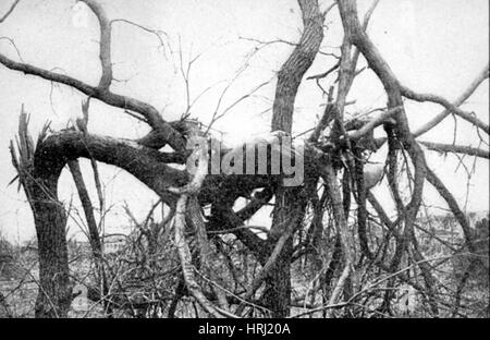Tornado-Opfer, 1913 Stockfoto