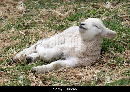 Ein Neugeborenes Lamm ruht in einem Feld auf einem Bauernhof Stockfoto