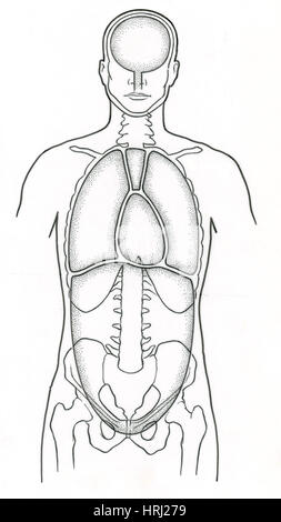 Darstellung der anterioren Körperhöhlen Stockfoto