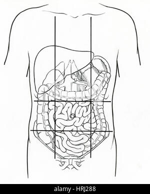 Darstellung der neun Regionen in Bauch- Stockfoto
