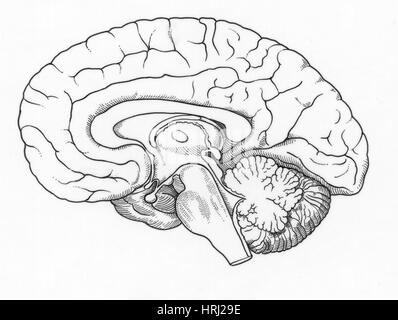 Illustration des menschlichen Gehirns Stockfoto