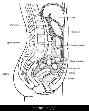 Darstellung der weiblichen inneren Organe Stockfoto