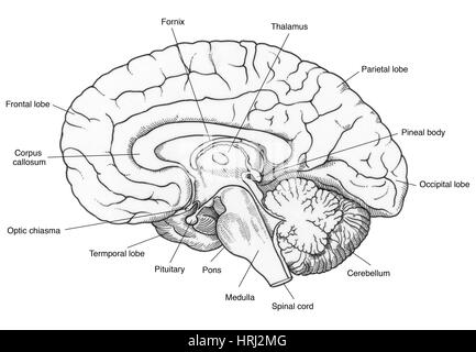 Illustration des menschlichen Gehirns Stockfoto