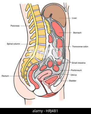 Darstellung der weiblichen inneren Organe Stockfoto
