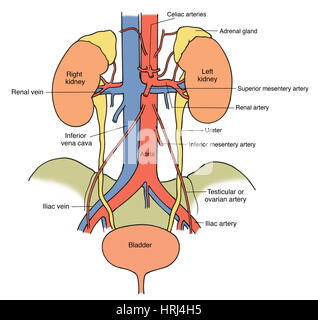 Nierensystem. Darstellung Der Nieren, Harnleiter, Harnblase Und ...