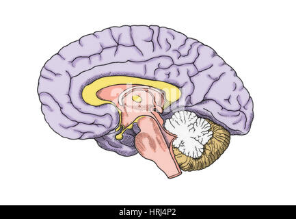 Illustration des menschlichen Gehirns Stockfoto