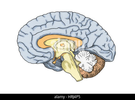 Illustration des menschlichen Gehirns Stockfoto