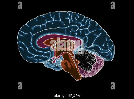Illustration des menschlichen Gehirns Stockfoto