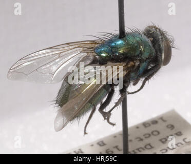 Forensische Helfer, grüne Blow Fly Stockfoto