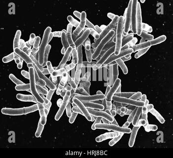 Mycobacterium-Tuberkulose Bakterien, SEM Stockfoto