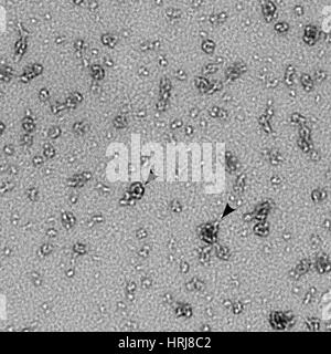 Chlamydia Trachomatis Bakterien und PmpD Protein, TEM Stockfoto