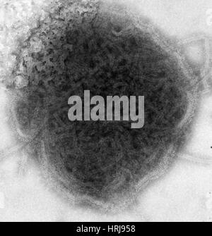 Paramyxovirus, Mumps-Virus, TEM Stockfoto