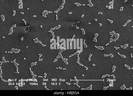 Acinetobacter Baumannii Bakterien, SEM Stockfoto