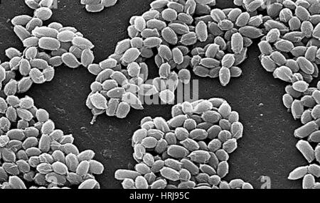 Milzbrand, Bacillus Anthracis Bakterien, SEM Stockfoto