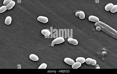 Milzbrand, Bacillus Anthracis Bakterien, SEM Stockfoto