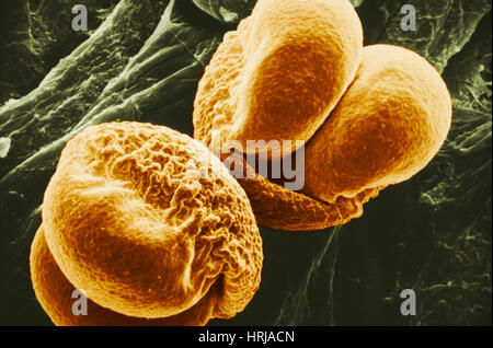 Pinien Pollen, SEM Stockfoto