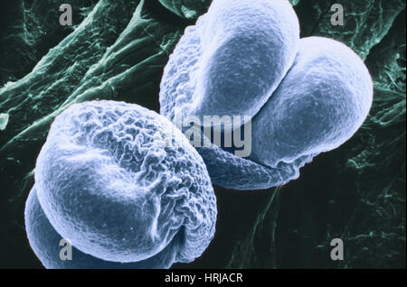 Pinien Pollen, SEM Stockfoto