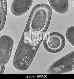 Bacillus Subtilis, TEM Stockfoto