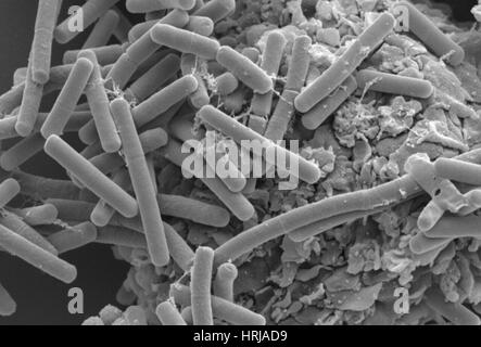 E. Coli und Makrophagen, SEM Stockfoto