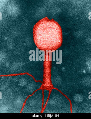 Enterobakterien Phage T2 Stockfoto