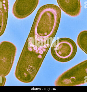 Bacillus Subtilis (TEM) Stockfoto