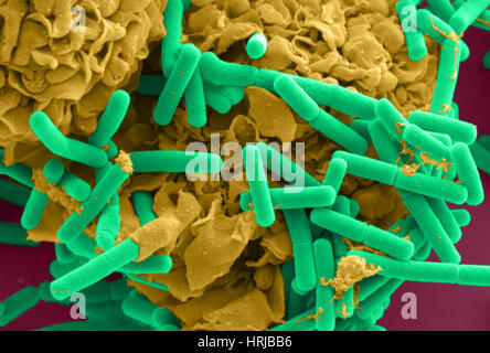 E. Coli und Makrophagen (SEM) Stockfoto