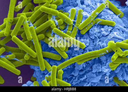 E. Coli und Makrophagen (SEM) Stockfoto