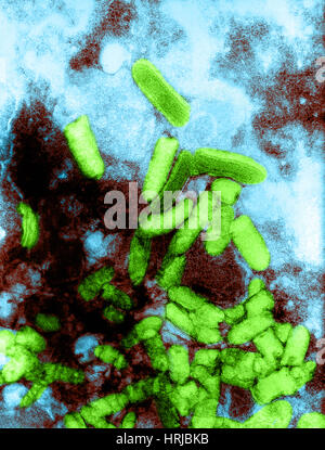 Flandern-Virus, TEM Stockfoto
