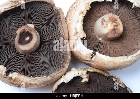 Portabella Pilz Kiemen Stockfoto