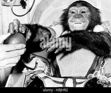 Schinken, erste Schimpanse im Raum, 1961 Stockfoto