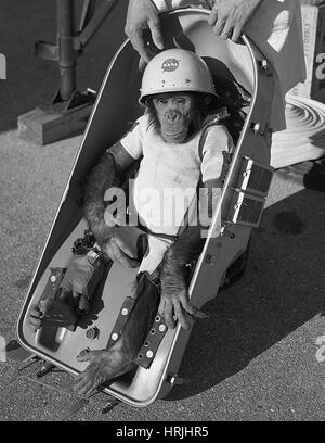 Schinken, erste Schimpanse im Raum, 1961 Stockfoto
