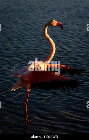 Ein Flamingo verbreitet seine Flügel bei Sonnenuntergang, Camargue, Frankreich. Stockfoto