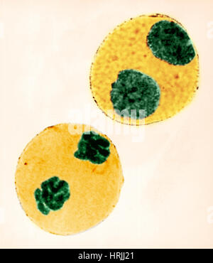 Mitose in Trillium Zelle, LM Stockfoto