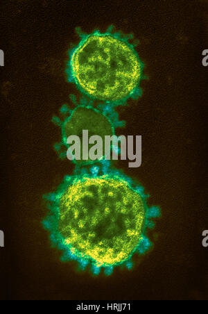 MERS-CoV, Betacoronavirus, TEM Stockfoto