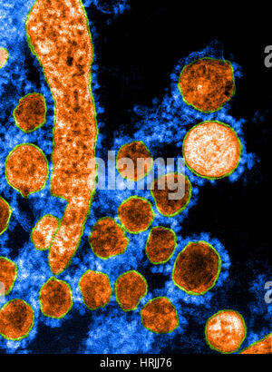 MERS-CoV, Betacoronavirus, TEM Stockfoto
