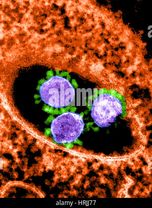 MERS-CoV, Betacoronavirus, TEM Stockfoto