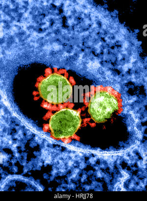 MERS-CoV, Betacoronavirus, TEM Stockfoto