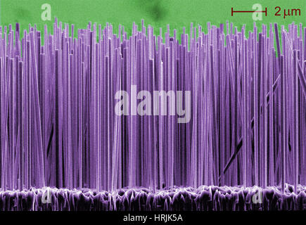 Halbleiter-Nanodrähte, SEM Stockfoto