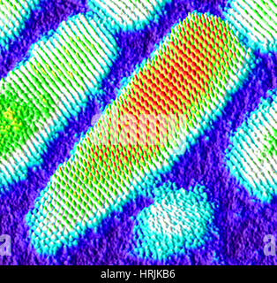 Nanotechnologie, Cadmium Nanorod STEM Stockfoto