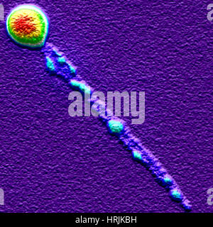 ERGEBEN Sie Gold-bestückte CdSe/CdS Nanorod, sich Stockfoto