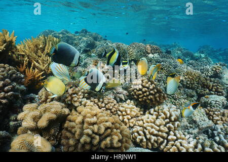 Bunte tropische Fische unter Wasser auf einem Korallenriff, natürliche Szene, Lagune von Rangiroa, Tuamotu, Pazifik, Französisch-Polynesien Stockfoto