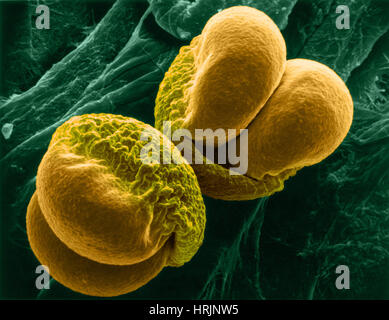 Pinien Pollen, SEM Stockfoto