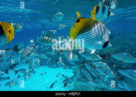 Pazifischen Ozeans tropische Fischschwarm Unterwasser mit Snapper, Riffbarsche und Butterflyfish in der Nähe von Wasser Oberfläche, Französisch-Polynesien Rangiroa atoll Stockfoto