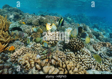 Unterwasser tropischen Meer mit bunten Fischen auf einem Korallenriff, natürliche Szene, Lagune von Rangiroa, Tuamotu, Pazifik, Französisch-Polynesien Stockfoto