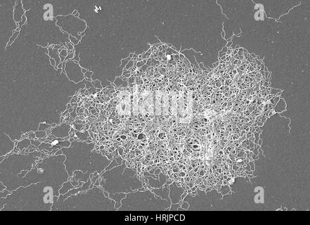 Lyme-Borreliose, Borrelia Burgdorferi Bakterien, SEM Stockfoto