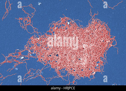 Lyme-Borreliose, Borrelia Burgdorferi Bakterien, SEM Stockfoto