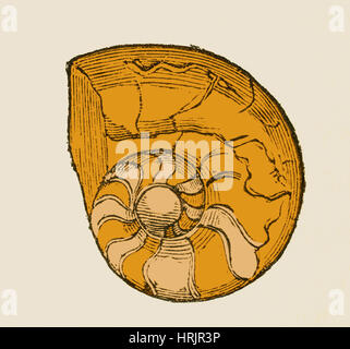 Karbon Ammonoid, Illustration Stockfoto